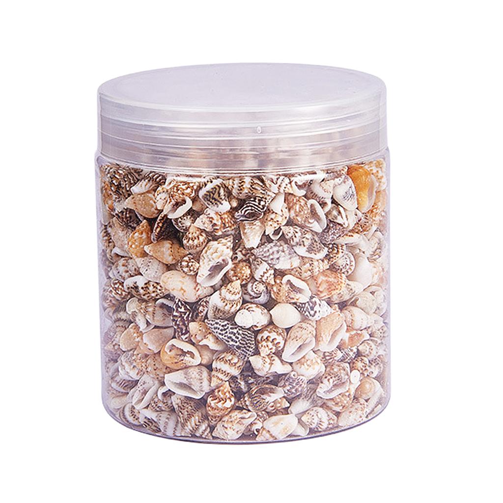 Natural Seashells Box Vibrant  - Art Craft Event บทวิจารณ์และราคา