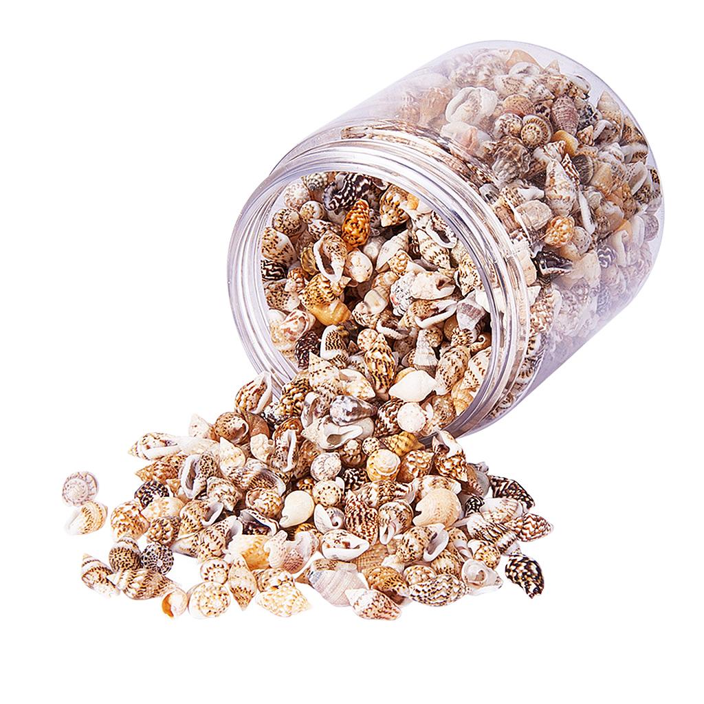 Natural Seashells Box Vibrant  - Art Craft Event บทวิจารณ์และราคา