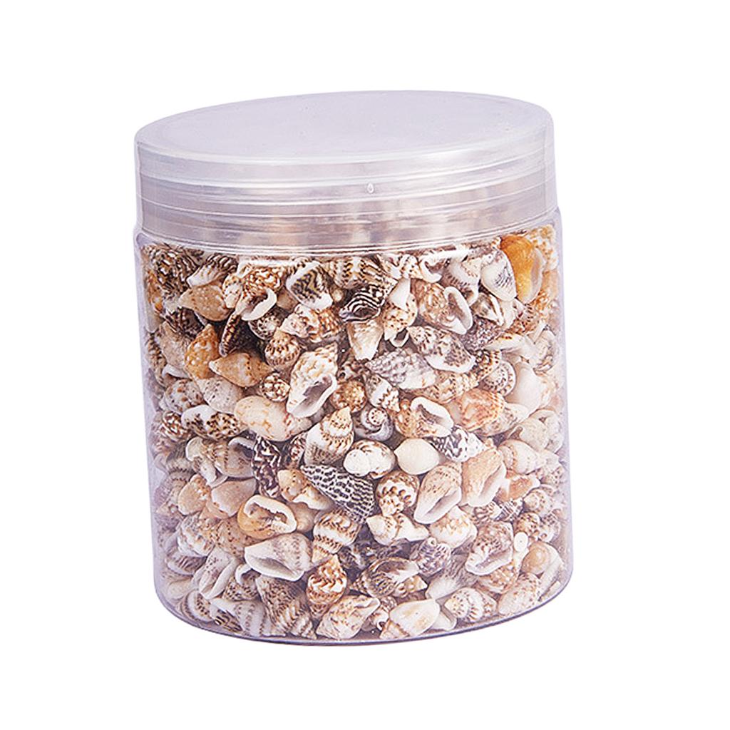 Natural Seashells Box Vibrant  - Art Craft Event บทวิจารณ์และราคา