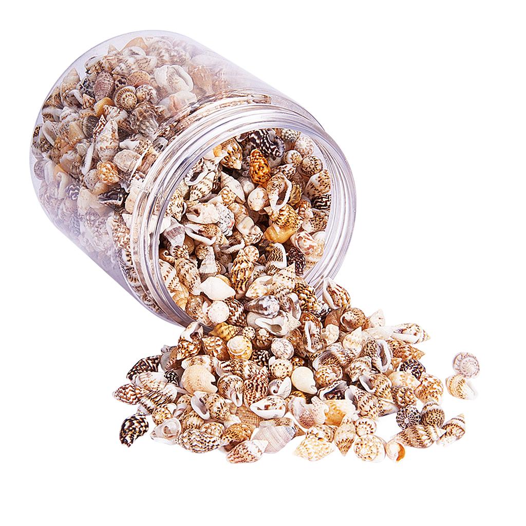 Natural Seashells Box Vibrant  - Art Craft Event บทวิจารณ์และราคา